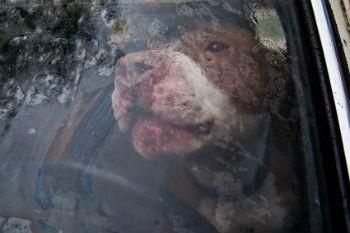 Британский водитель обвинил в превышении скорости свою собаку: уходя от полицейских, на педаль газа давила она