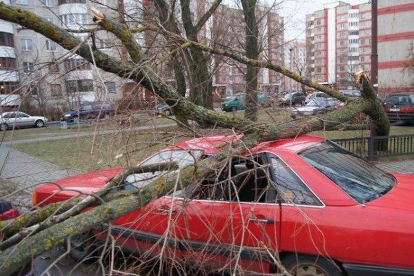 Фотофакт. Audi оказалась под упавшим деревом в Бресте
