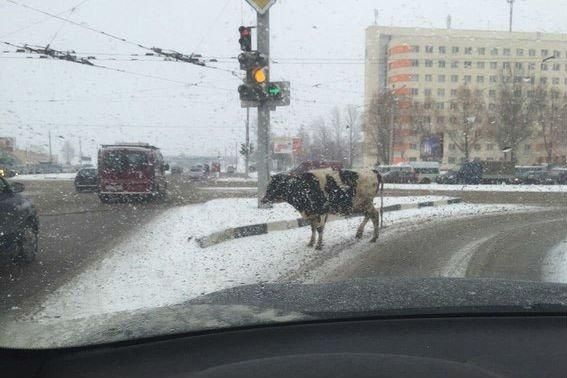 Фотофакт. Корова на оживленной улице Витебска