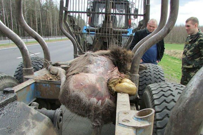 В незаконном присвоении туши погибшего в ДТП лося обвиняются работники лесхоза Жлобинского района