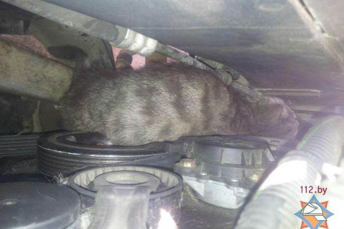 В Минске спасатели освободили кота, забравшегося под капот Peugeot
