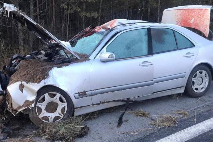 На М1 Mercedes сбил лося – водитель в реанимации, пострадал и пассажир