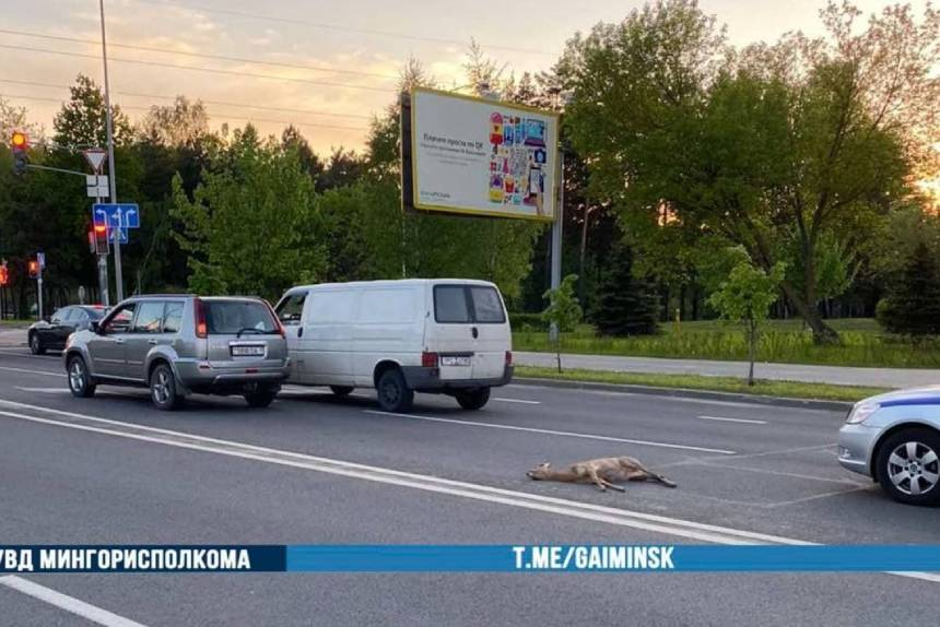 В Минске под колеса автомобиля попала косуля