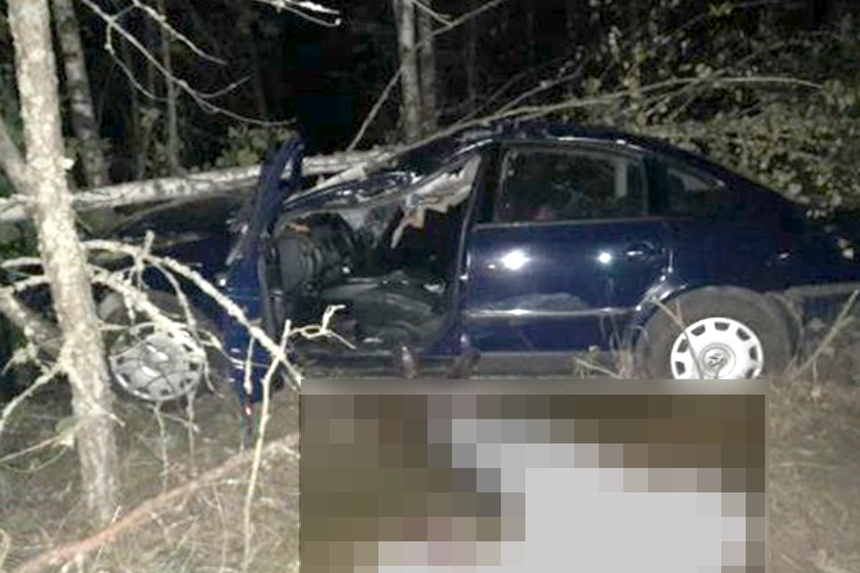 44-летний водитель погиб в ДТП с лосем на автодороге Р-30 в Ветковском районе