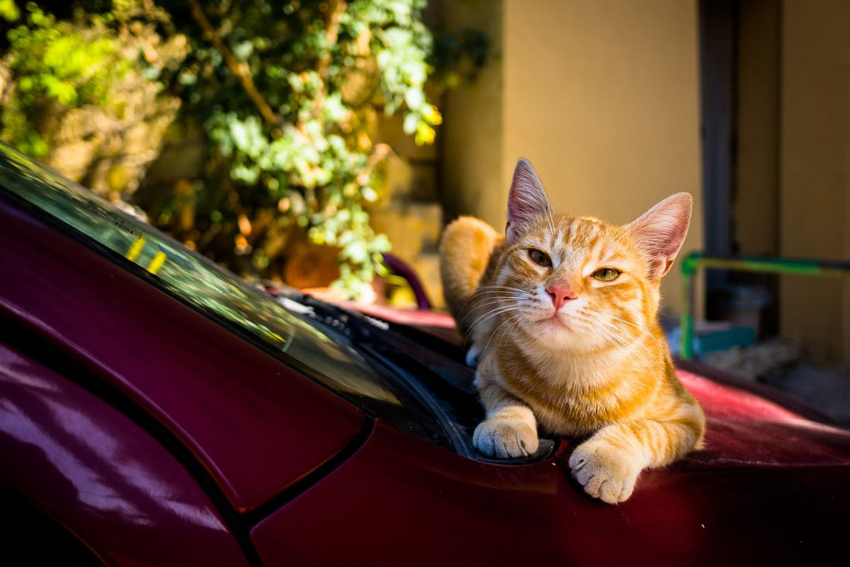 Котики машины фото Котики машины фото