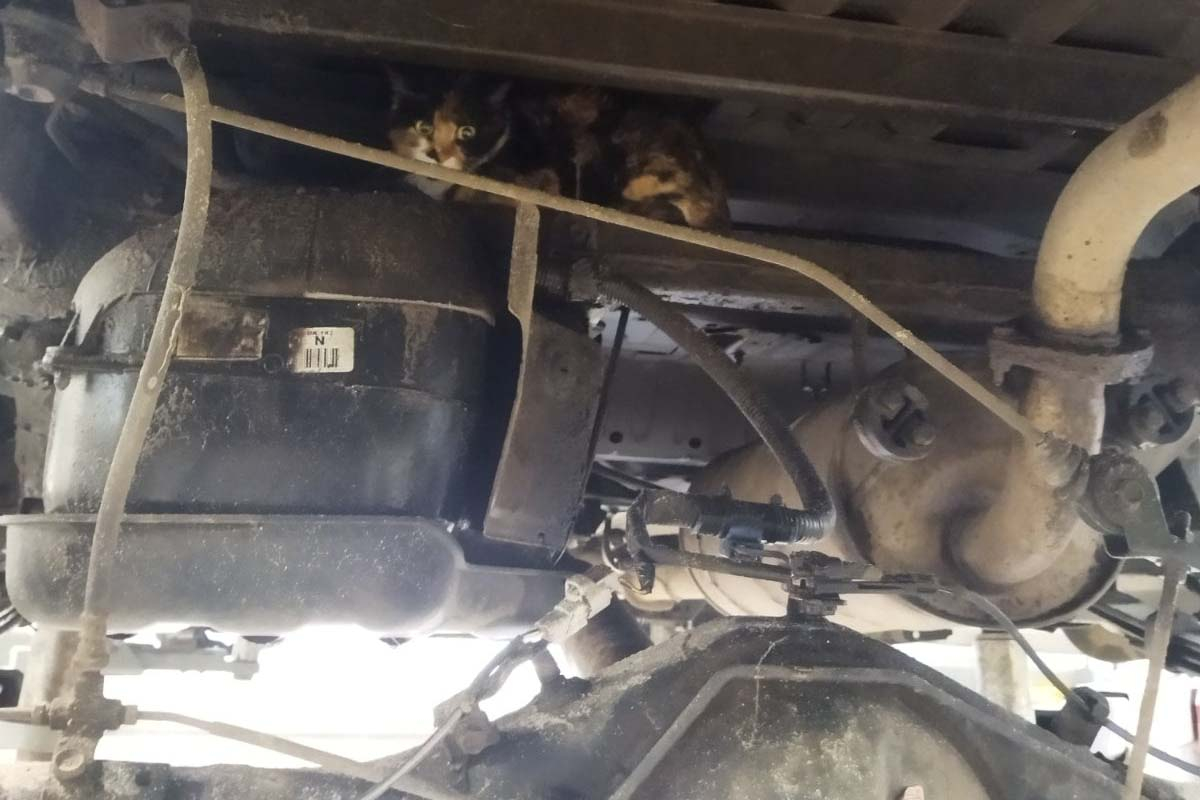 Под днищем приехавшей в минский автосервис из Бобруйска Toyota нашли кошку. Проехала 150 километров?