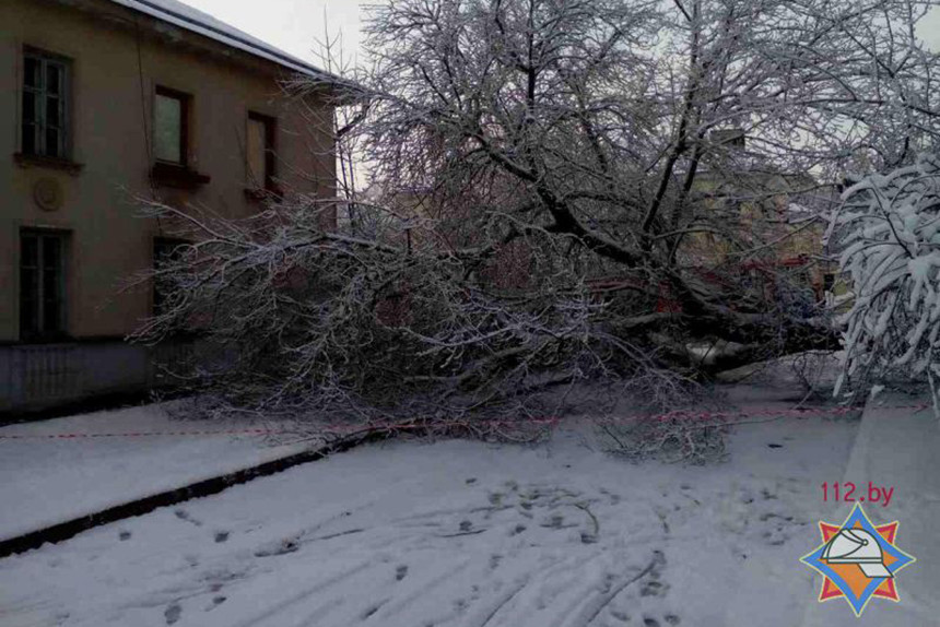 В Минске упавшее из-за снега дерево повредило припаркованные автомобили