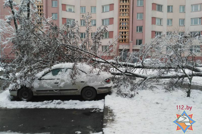 В Минске упавшее из-за снега дерево повредило припаркованные автомобили