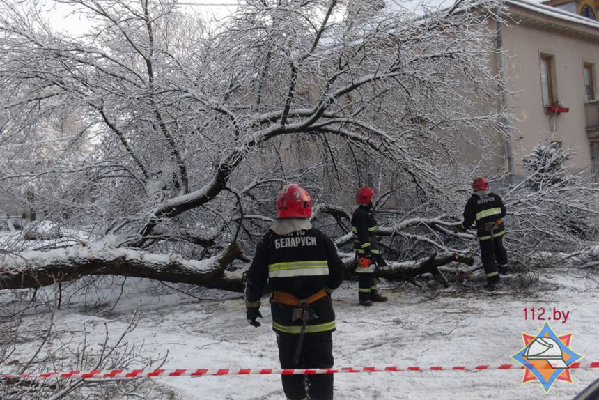 В Минске упавшее из-за снега дерево повредило припаркованные автомобили