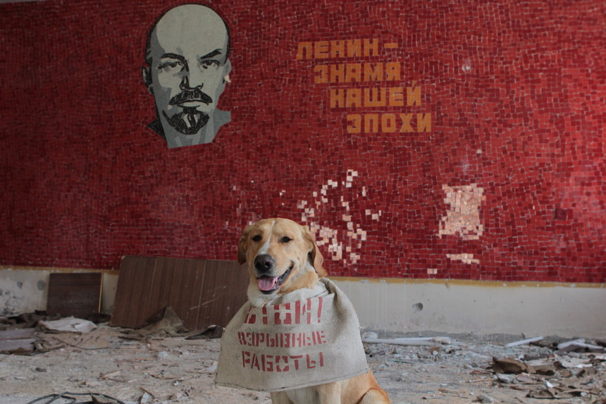 Дакар, где ты? Пропал самый внедорожный пес Беларуси