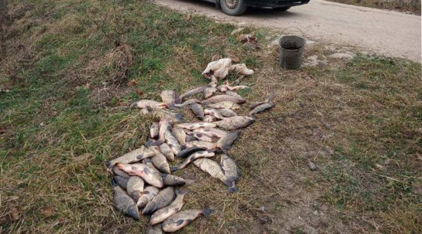 Это легально? Мужчина под Шарковщиной перевозил мертвого бобра в багажнике и 52 карпа на заднем сидении