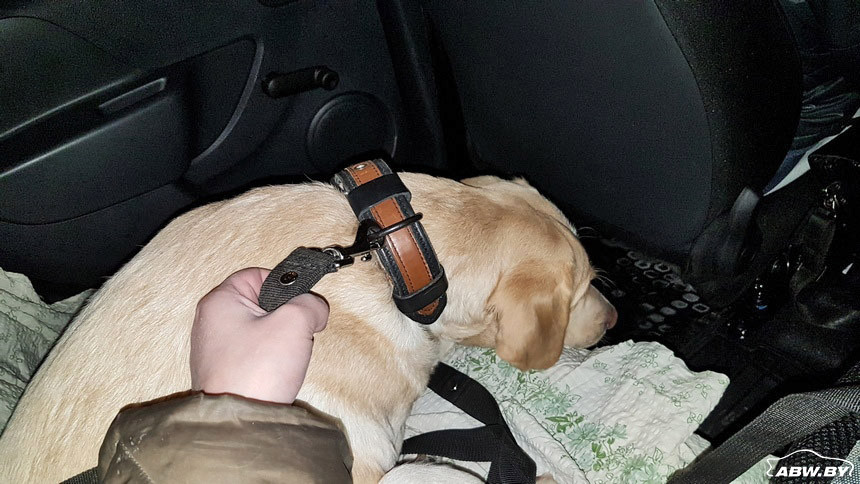 Только один таксист согласился отвезти к врачу травмированную собаку. Все о перевозках животных, если свой автомобиль 