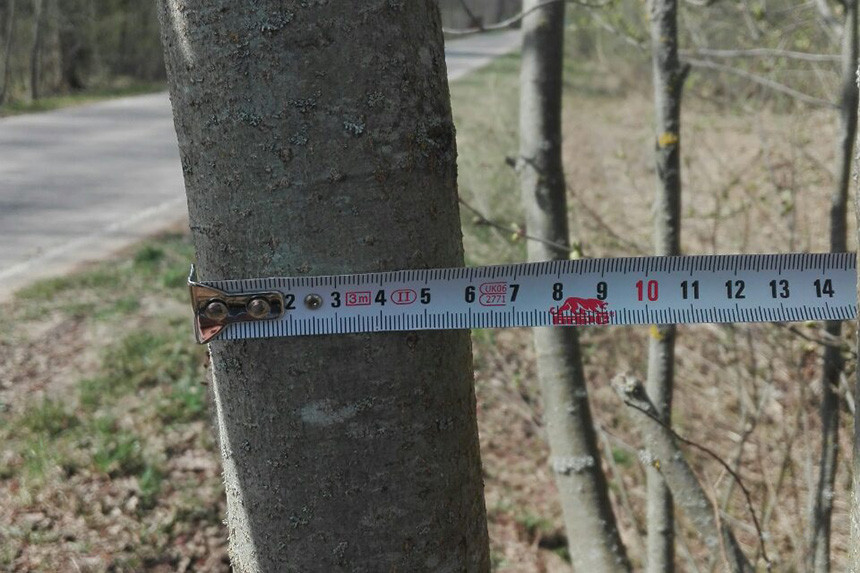 Ствола на высоте 1 3. Диаметр ствола 60 см. Ива 6,0 м диаметр ствола. Ствол 1 метр. Деревья с диаметром ствола от 3 метров.