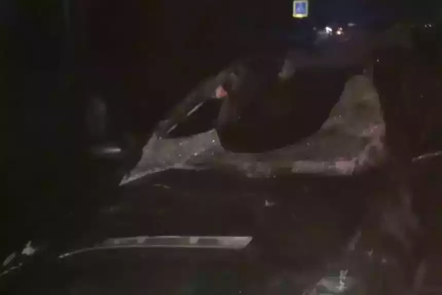 Лось проломил крышу ехавшего Peugeot – в больнице два человека