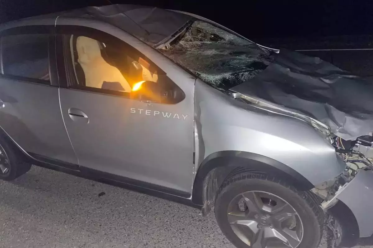 На трассе Минск – Витебск водитель Renault сбил лося