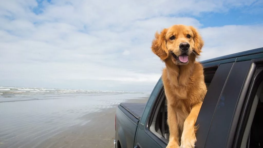 Во Флориде собакам запретили высовываться в окно автомобиля