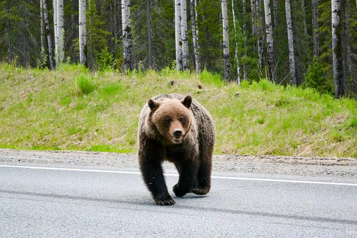 Медведя сбили на трассе М1 в Крупском районе