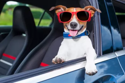 Путешествие на машине с собакой: 5 вещей, за которые питомец скажет вам спасибо