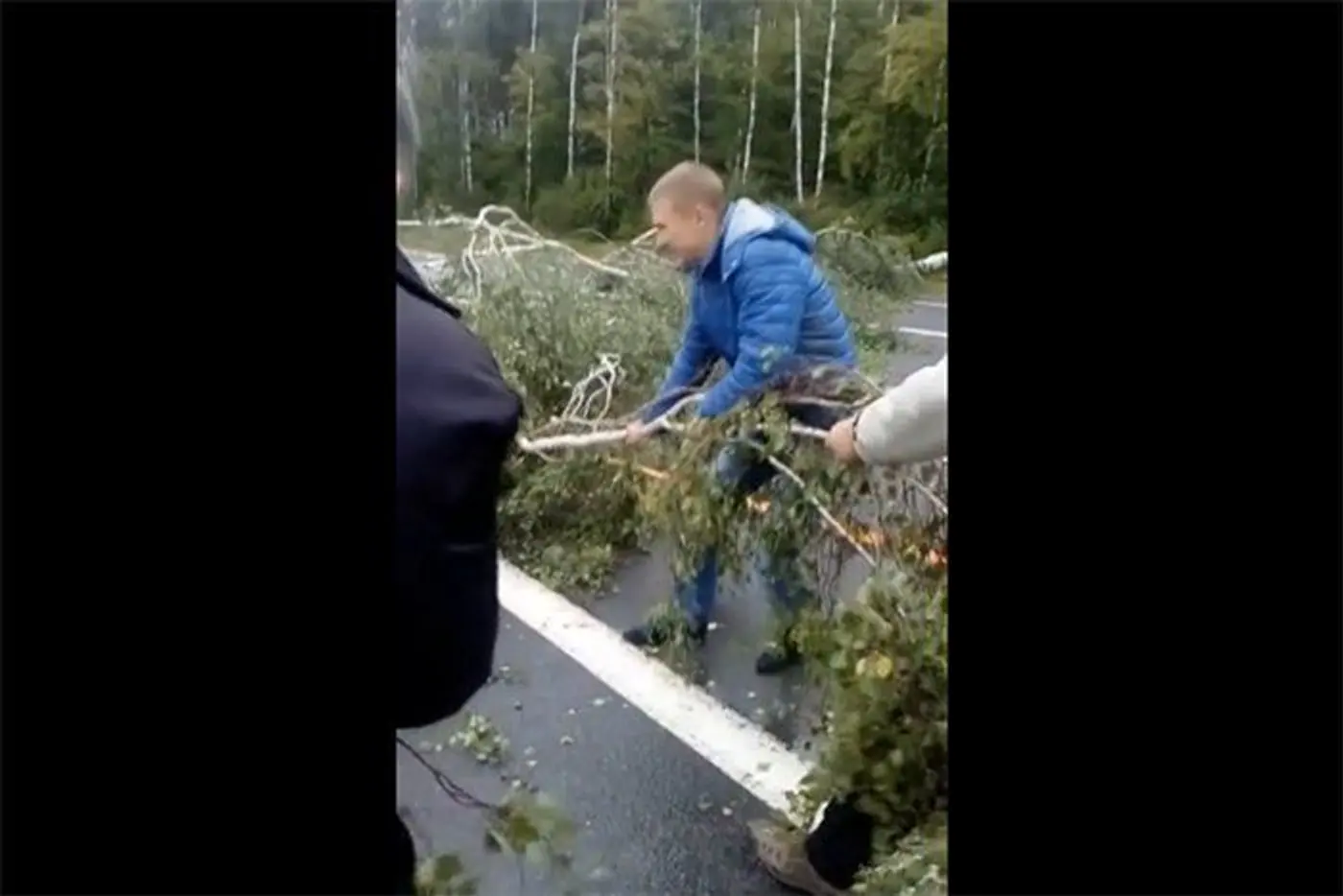 Водители объединились для уборки упавшего на трассу М6 дерева