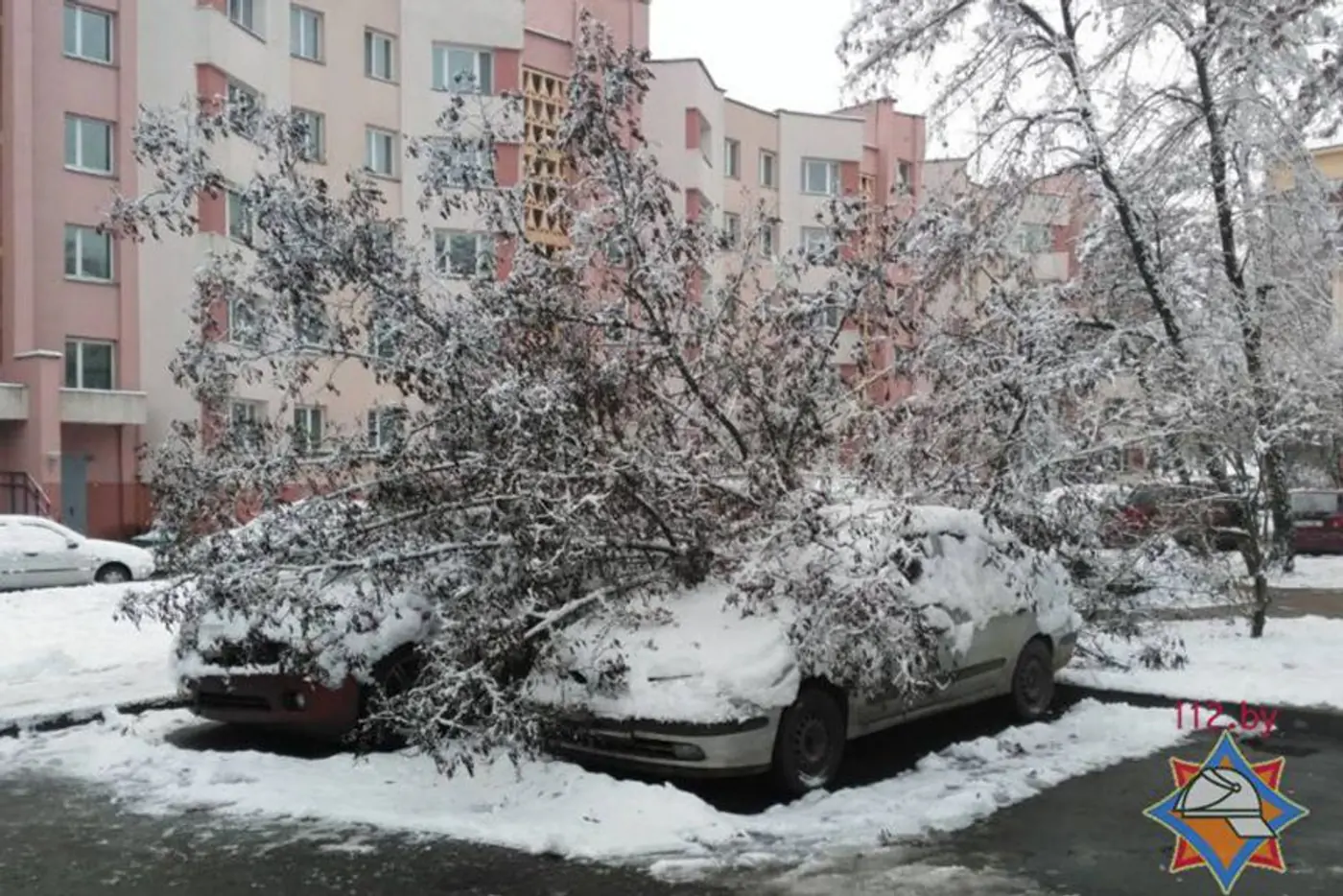 В Минске упавшее из-за снега дерево повредило припаркованные автомобили