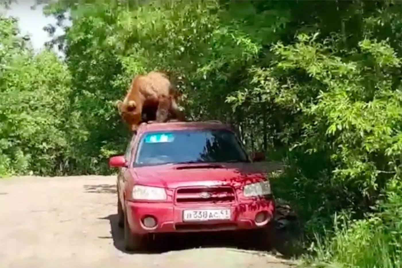 На Камчатке владелец Forester успел заснять, как медведь пытается разодрать крышу его автомобиля