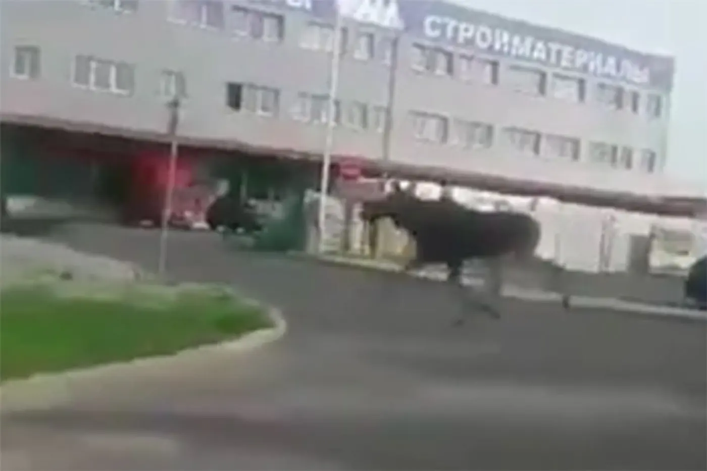 Видеофакт. По улицам Гродно бегает лось
