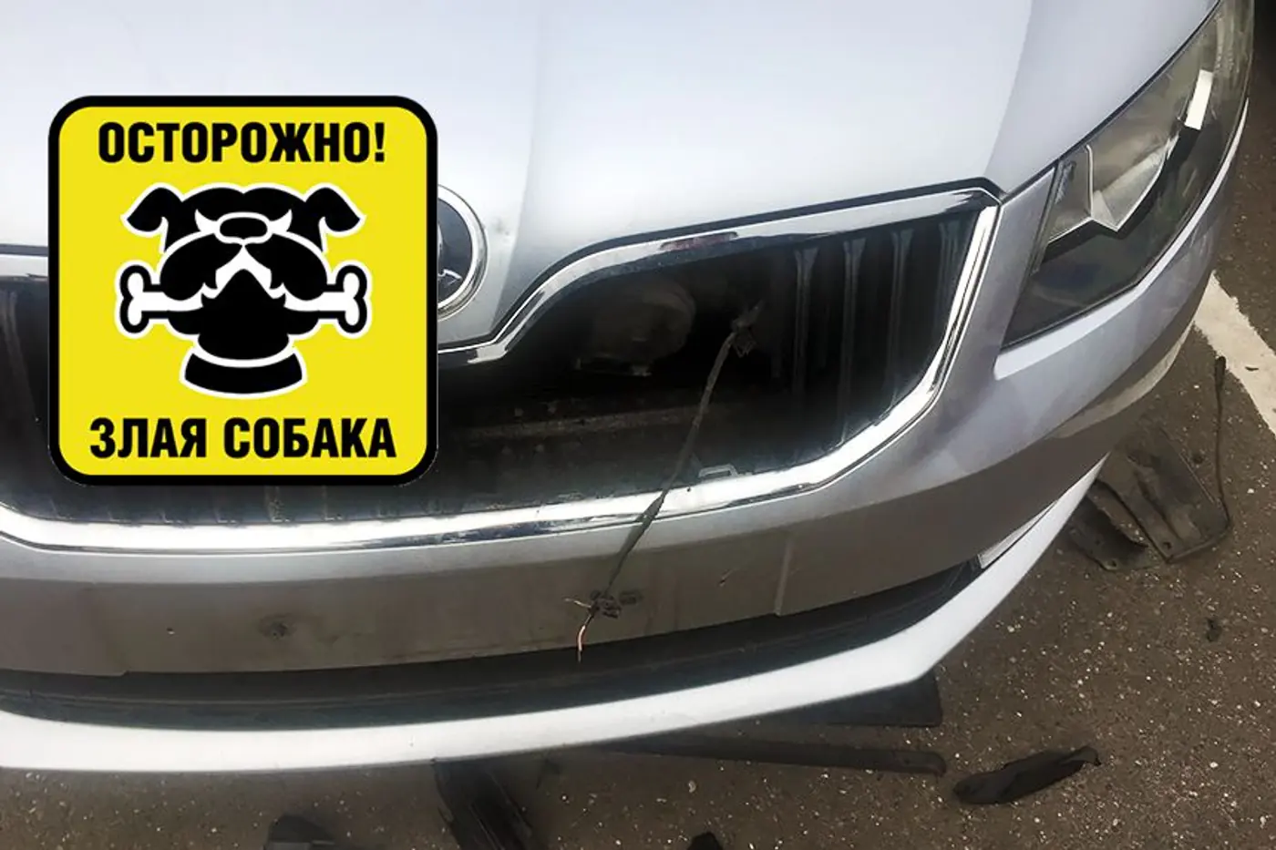 В Минске собака покусала машину, которая стояла на охраняемой стоянке. Кто за это ответит?