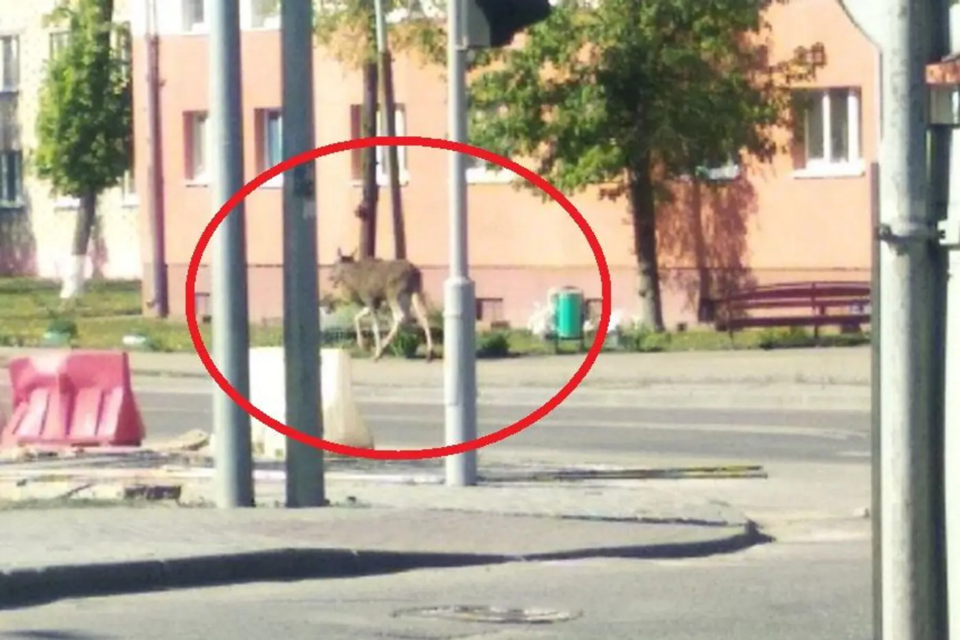 По улице Лидской в Гродно бегал молодой лось