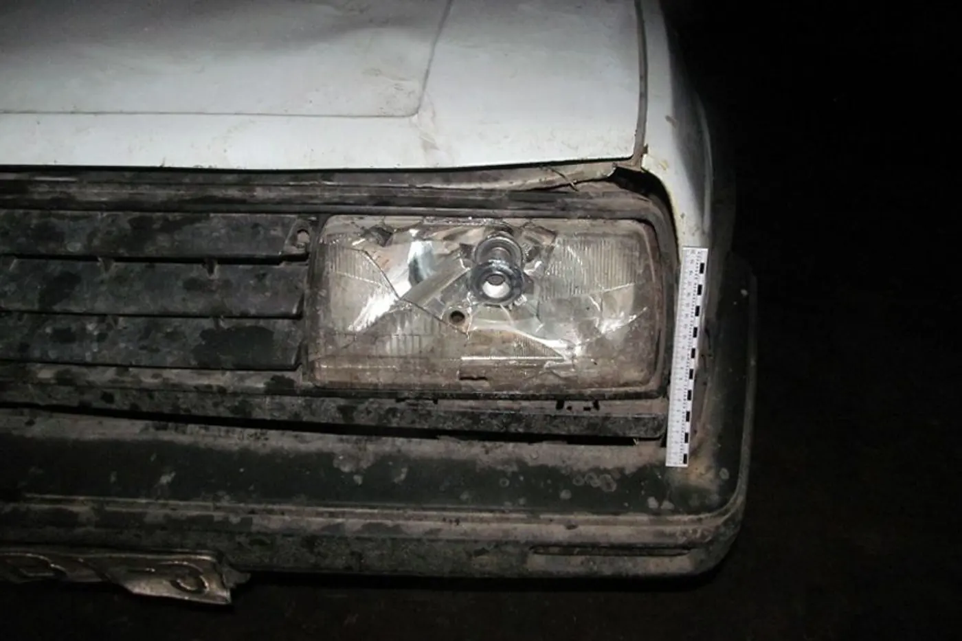 В Рогачевском районе мужчина сбил и увез лося - его обвиняют в незаконной охоте
