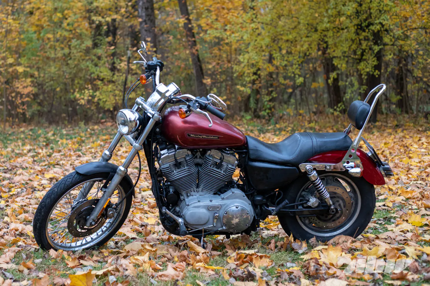 «Он классный, бойкий, хулиганистый!»: история владения Harley-Davidson Sportster 883 Custom из США