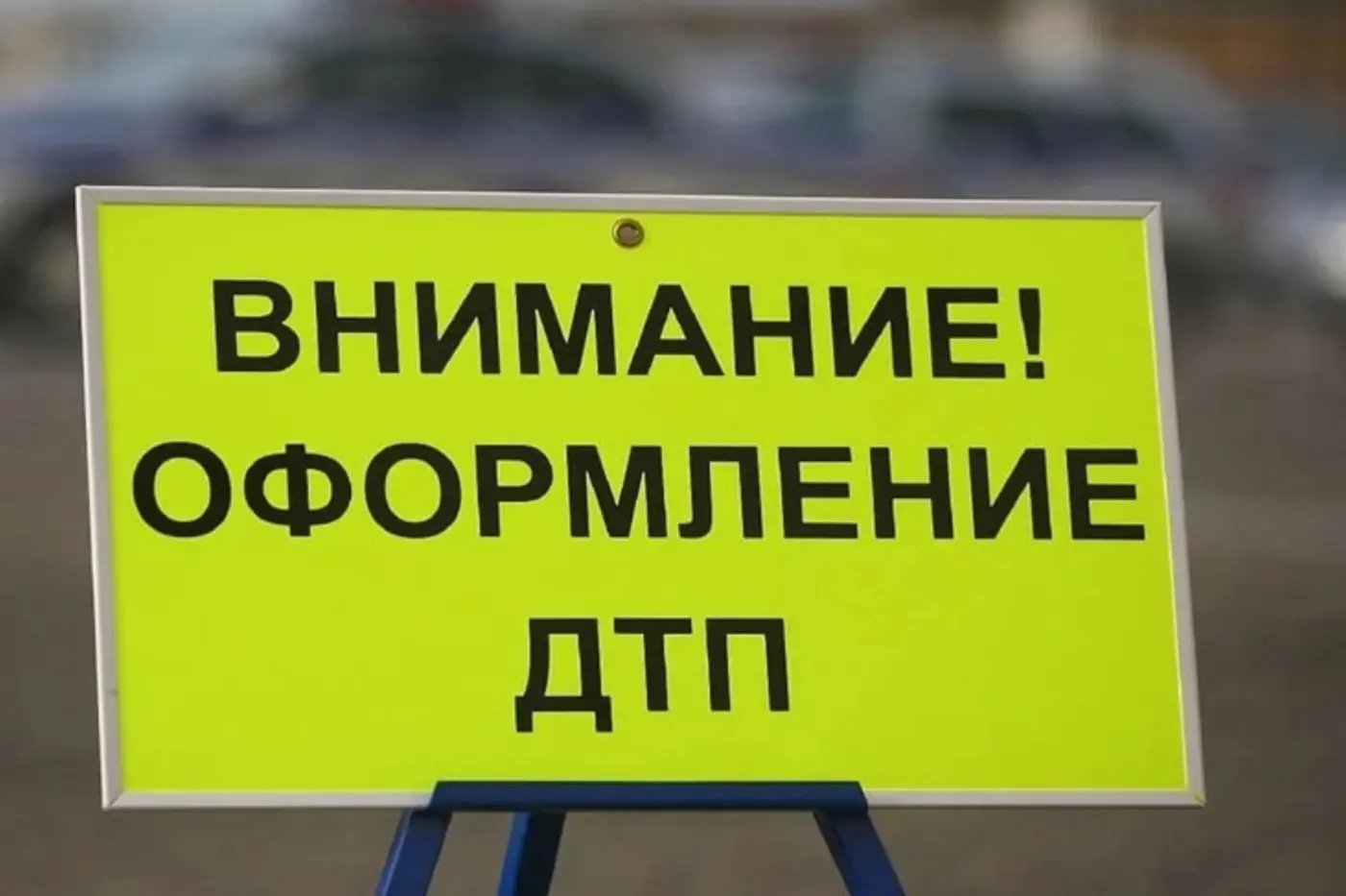 Что делать при ДТП с диким животным? Инструкция от эксперта