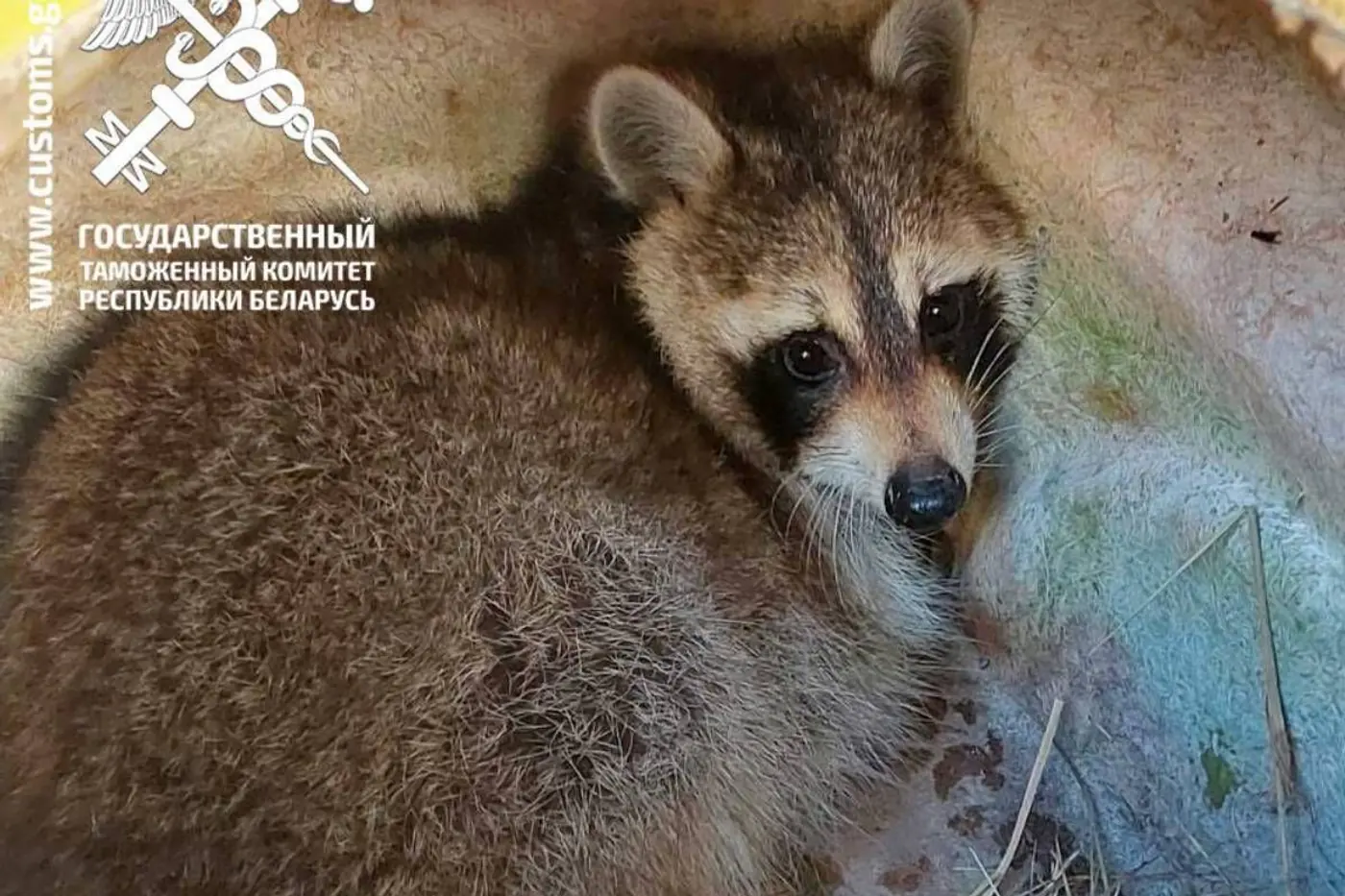 Находка на таможне: в контейнере среди авто из США был живой енот