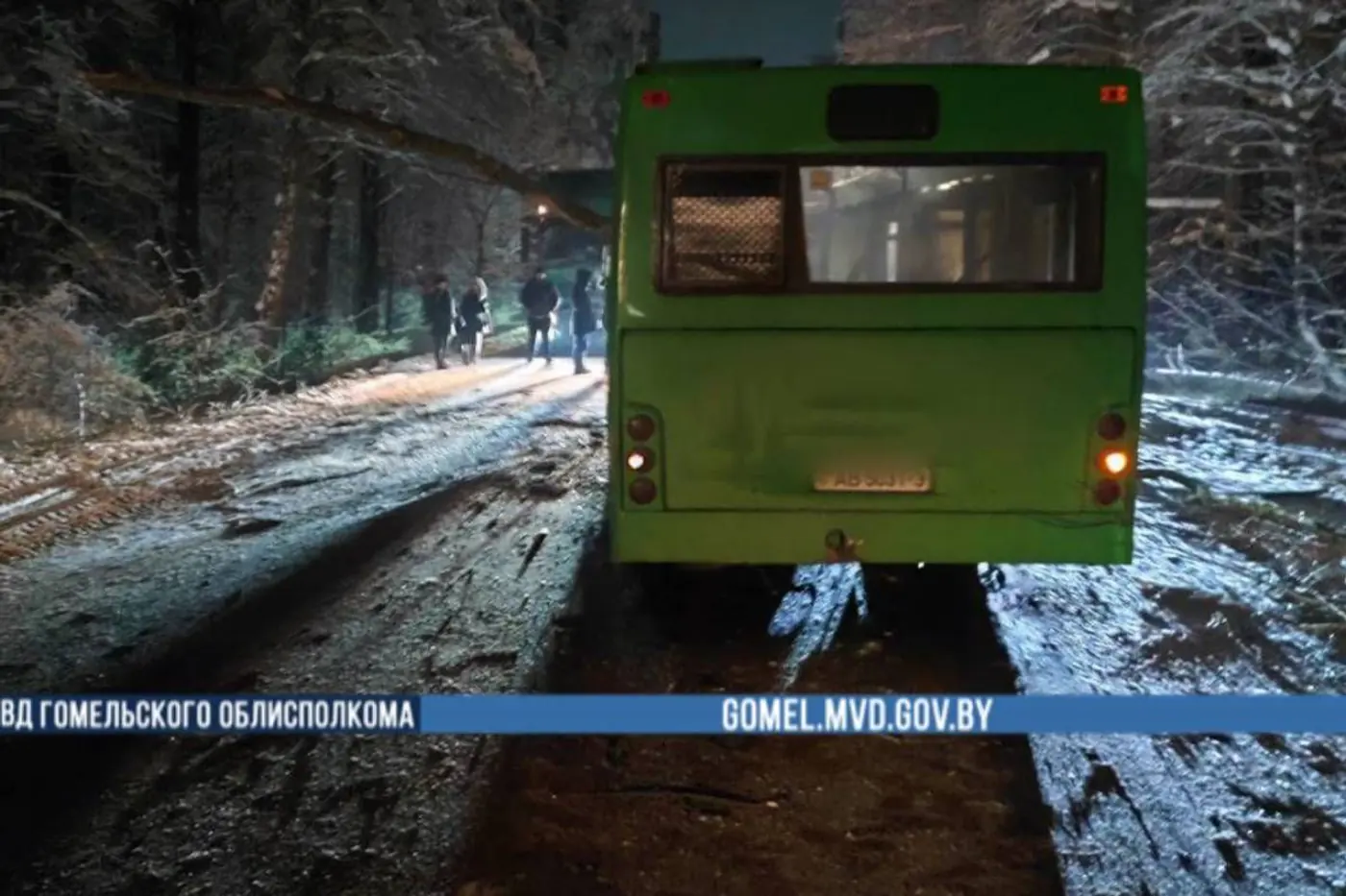 На трассе М10 на автобус упало дерево